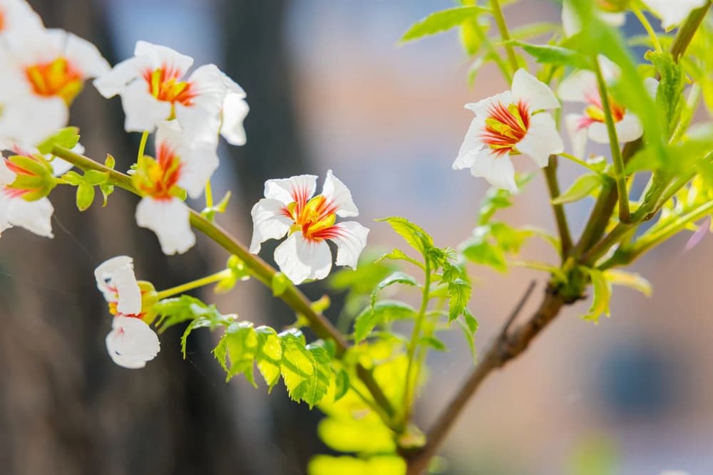 修行如果不发心,这个行就修不起来