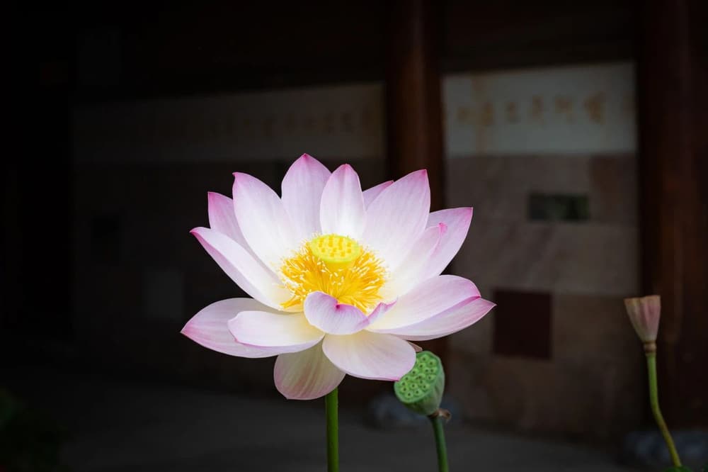 我们应该多多地如理作意