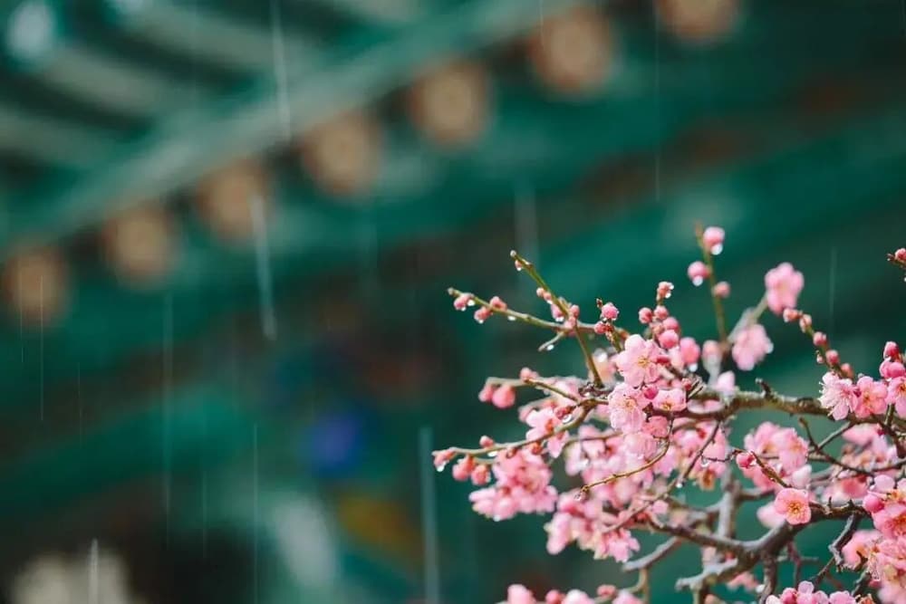 ʩ����ɮ��������
